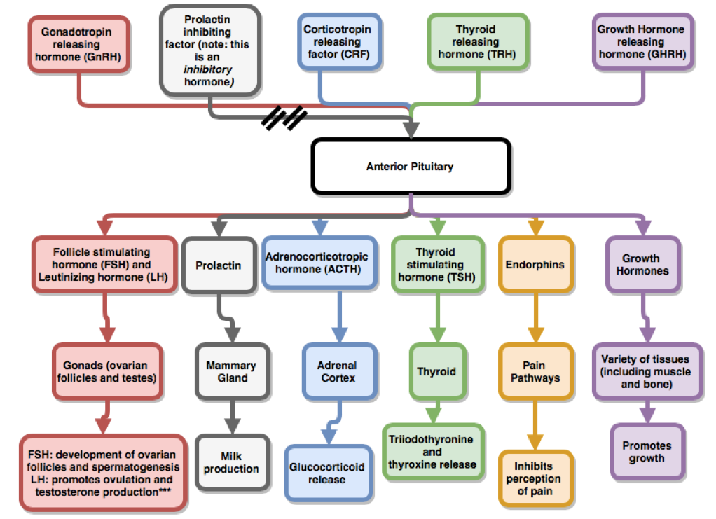 Essential Tips For Learning The Anterior Pituitary Hormones